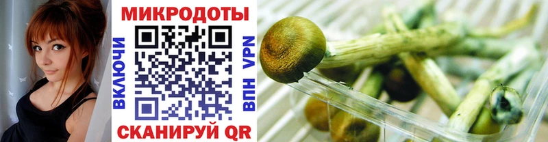 где купить наркоту  Звенигово  Псилоцибиновые грибы Psilocybe 
